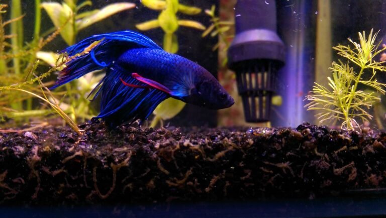 Do Betta Fish Need A Filtered Tank