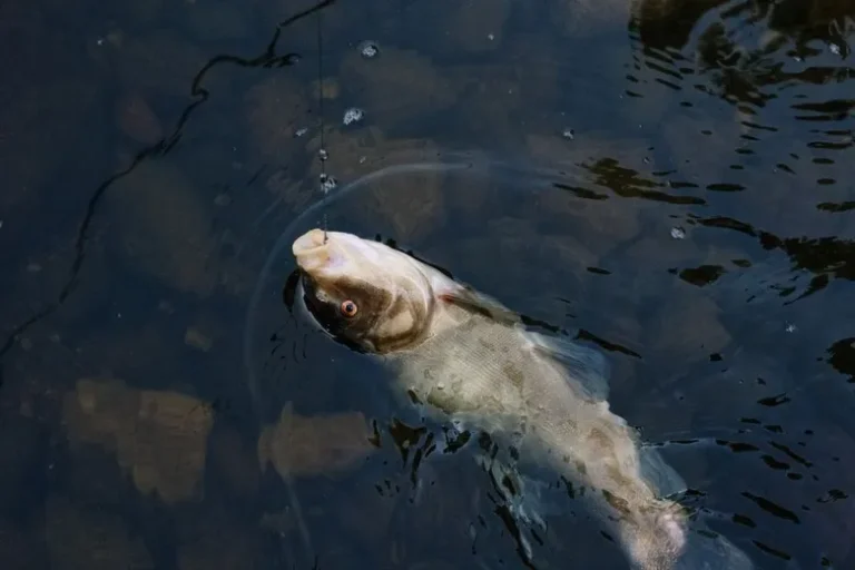 What is the Best Reel Size for Bass Fishing?