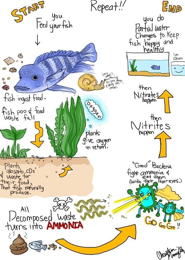 How To Cycle A Fish Tank