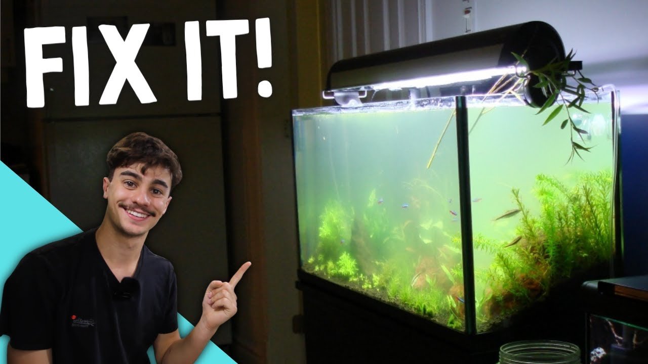 Why Is My Fish Tank Cloudy