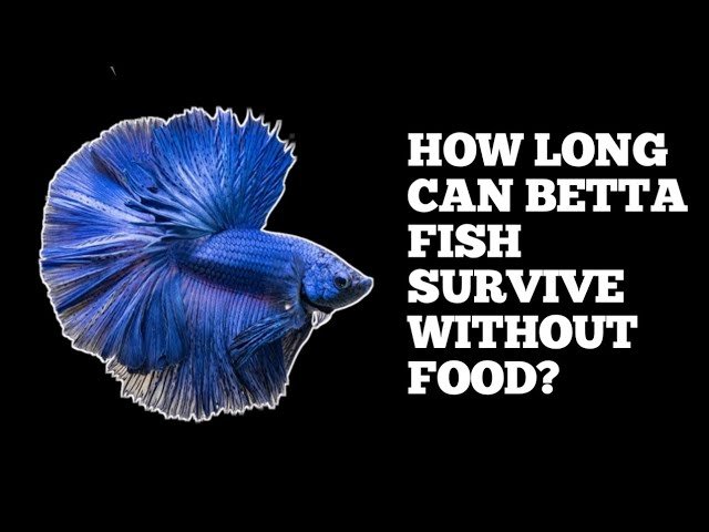 How Long Can Fish Live Without Food