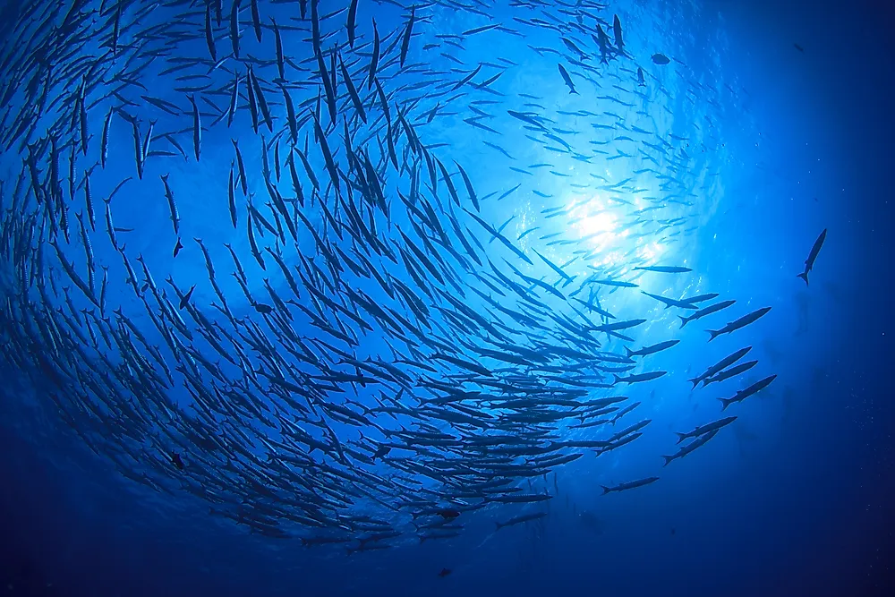 How Many Fish Are In The Ocean