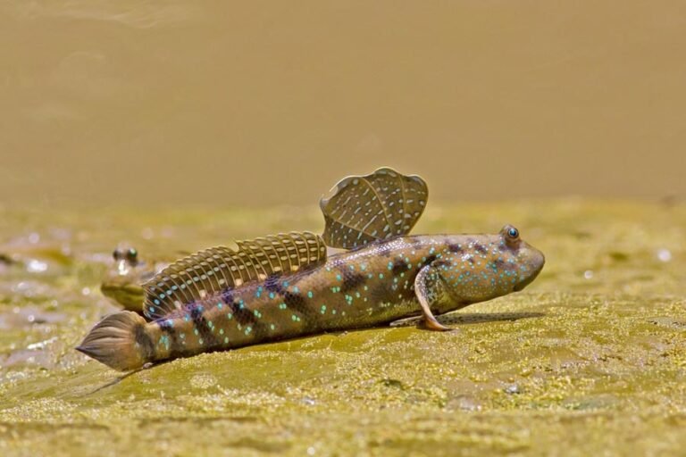 How Long Do Fish Survive Out Of Water