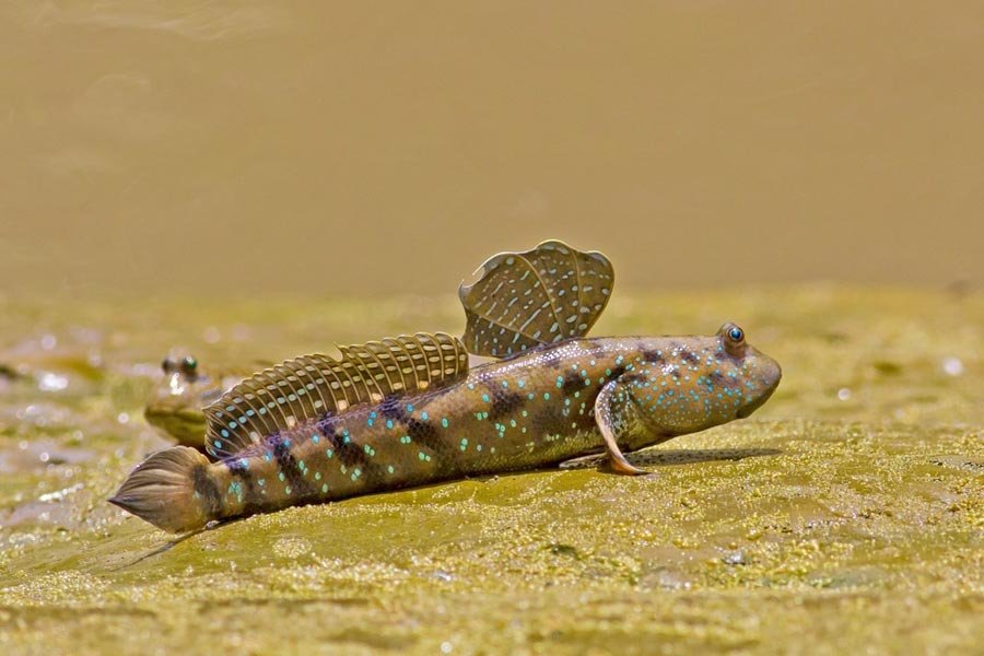 How Long Do Fish Survive Out Of Water