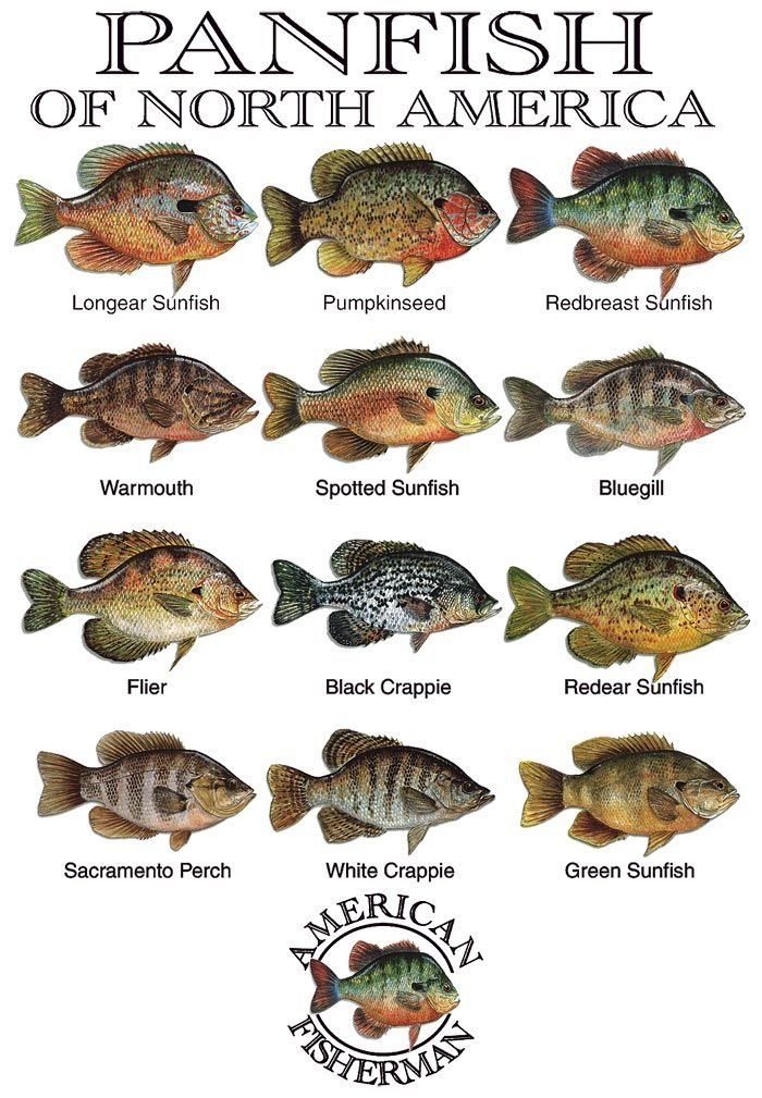 How To Fish For Panfish