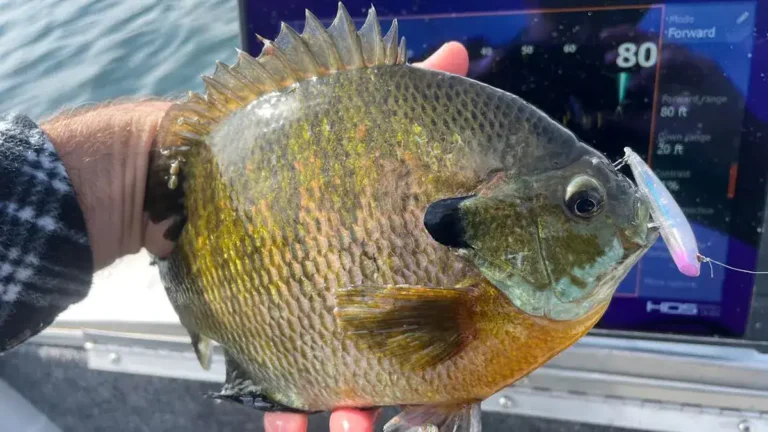 How Deep To Fish For Bluegill