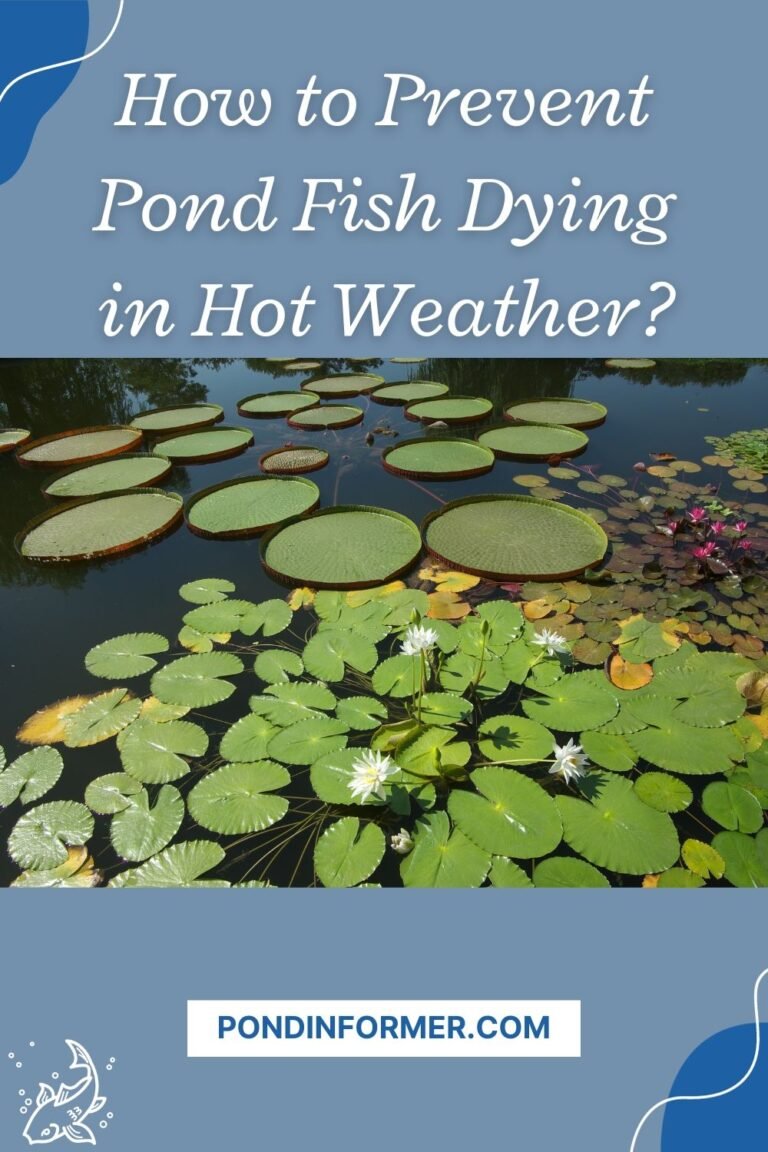 How To Stop Fish Dying In A Pond