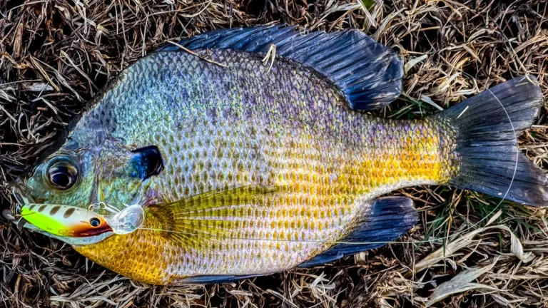 How To Fish For Bluegill