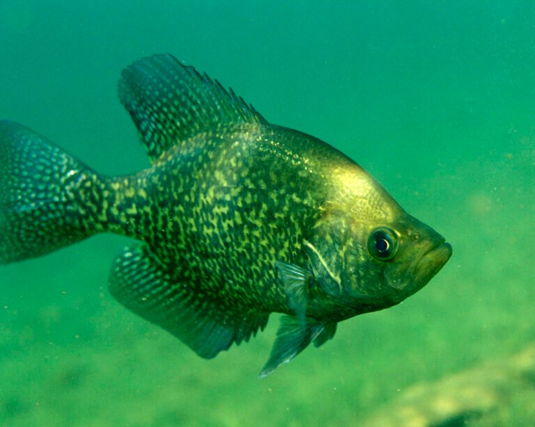 How To Fish For Crappie