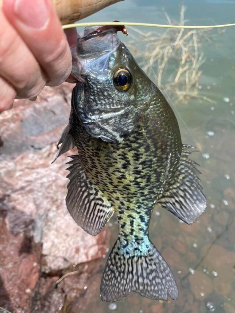How To Fly Fish For Crappie