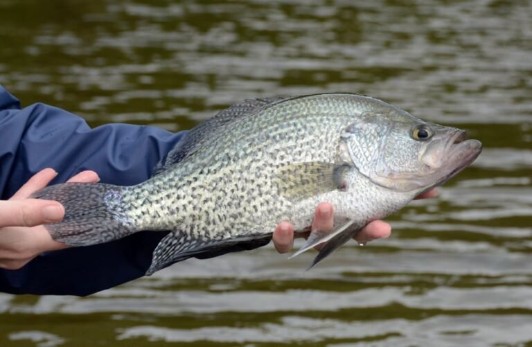 How Deep To Fish For Crappie