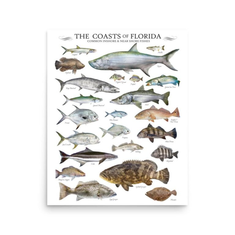 How To Saltwater Fish In Florida