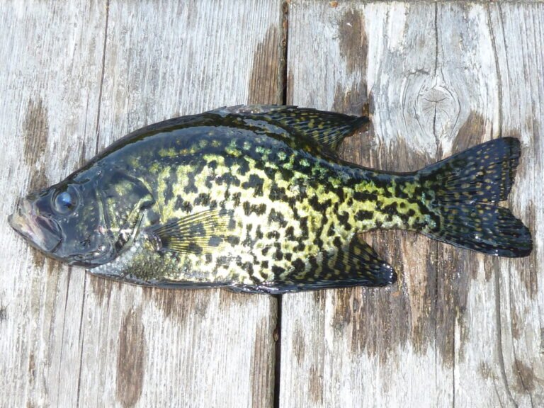 How To Fish For Black Crappie