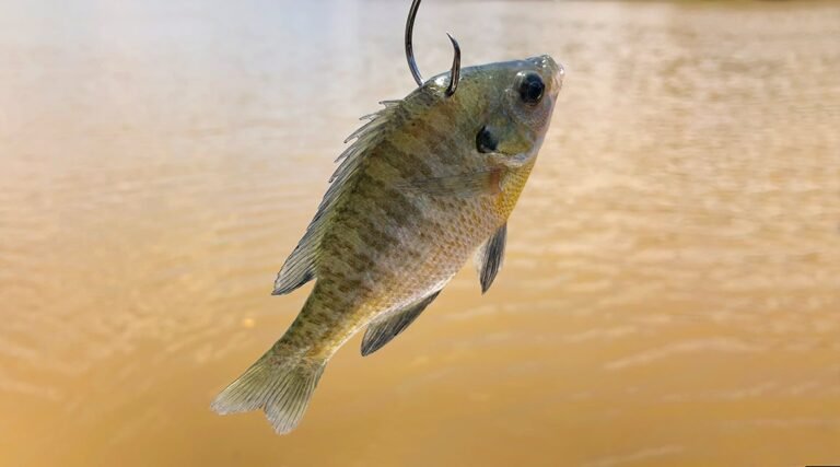How Long Do Bluegill Live
