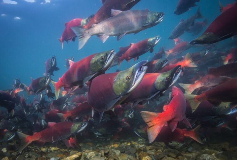 How To Fish For Salmon In The Ocean