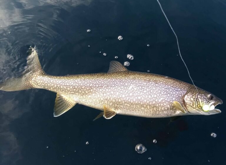 How To Fish For Mackinaw